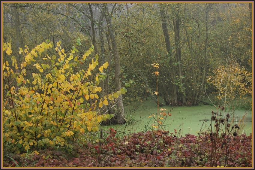 Marcages le long de la Somme