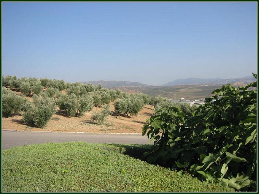 Paysage d'Andalousie