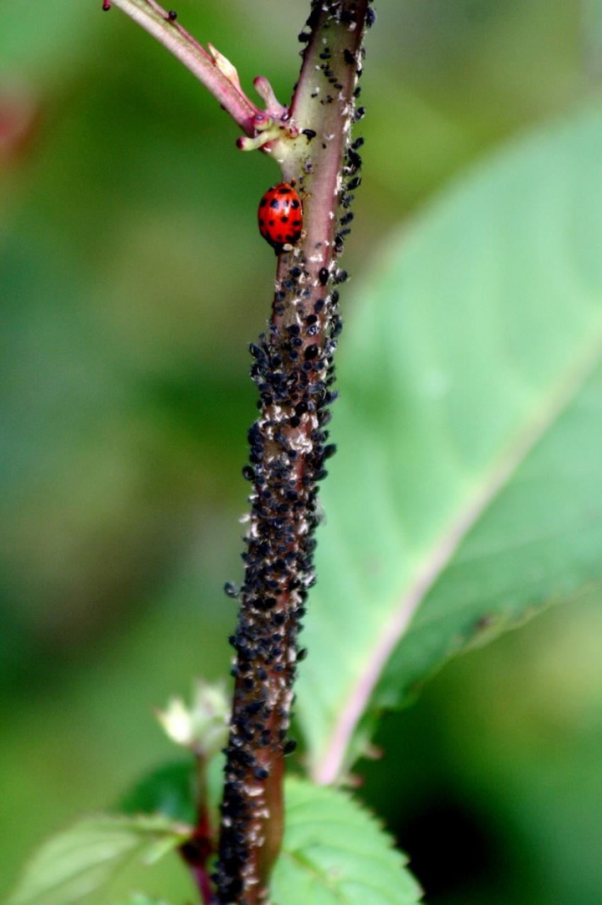 La coccinelle et les pucerons