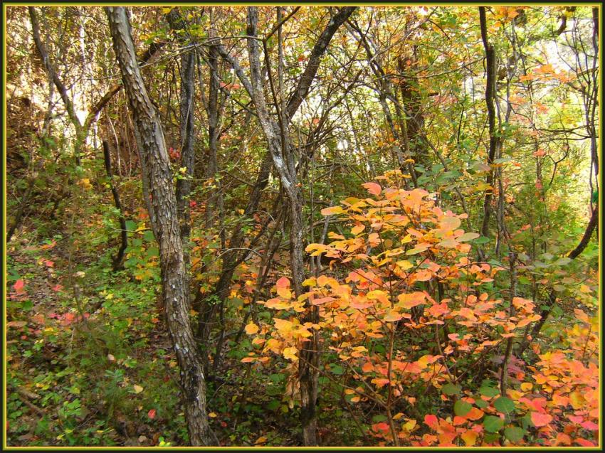 Automne en Provence