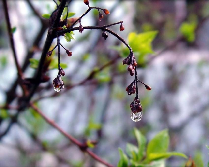 gouttes d'eau