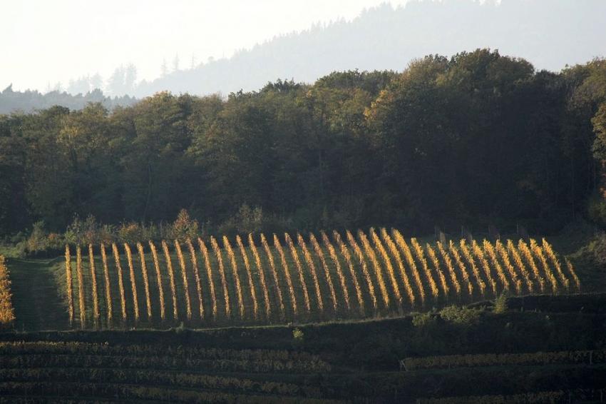 Vignes du Bollenberg