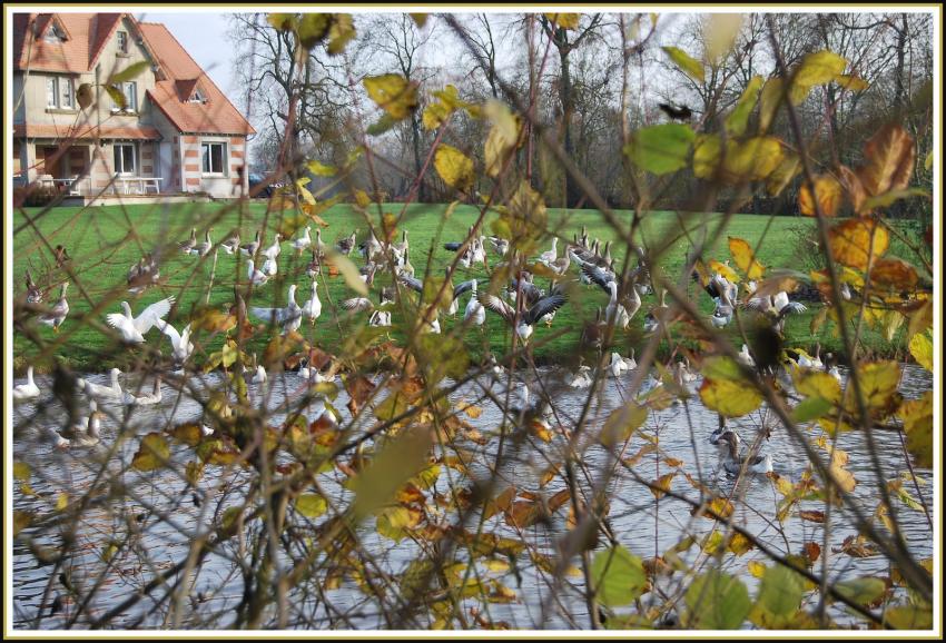 Les oies  travers les branches