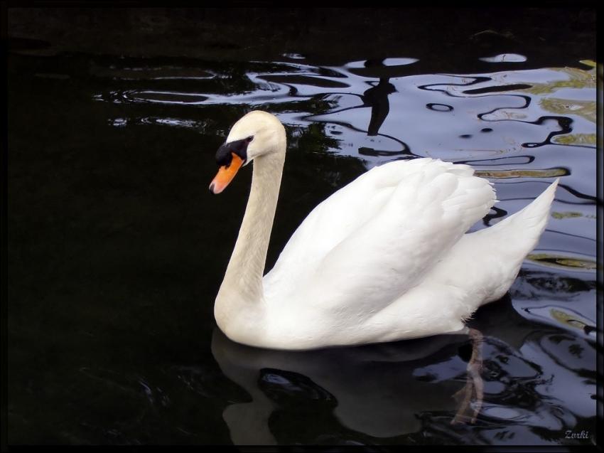 Cygne