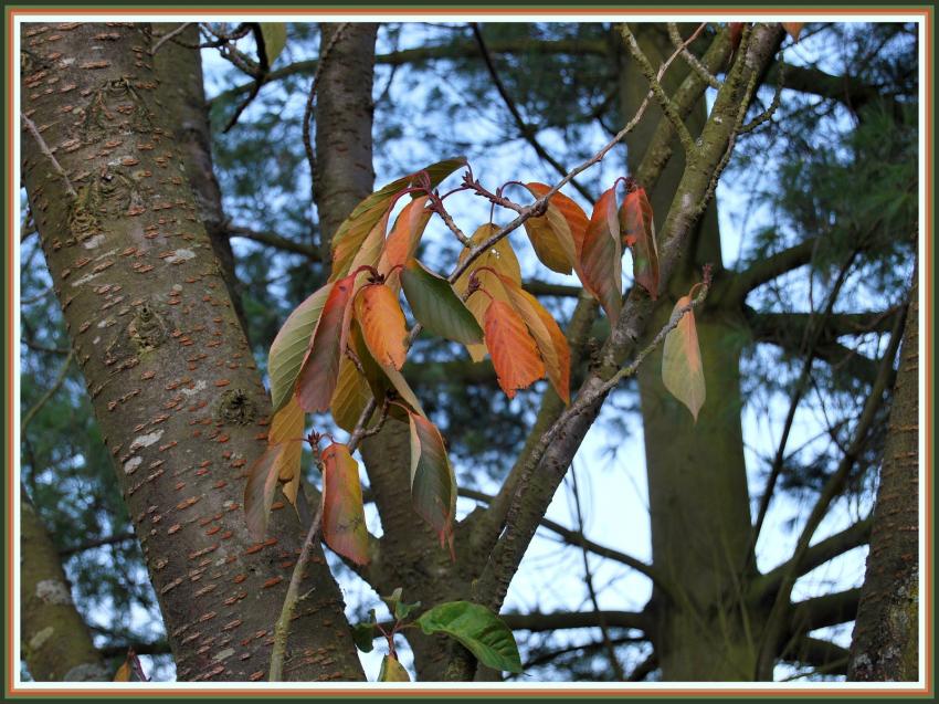 Dernires feuilles