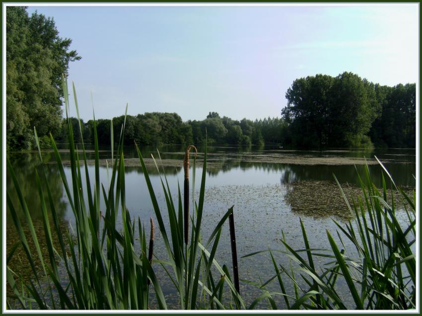 Etang de Vendeuil (02)