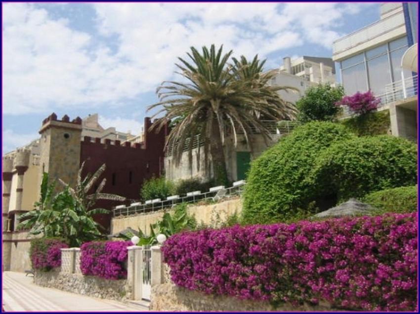 Bougainvilles  Benalmadena