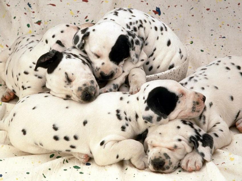 Dalmatien