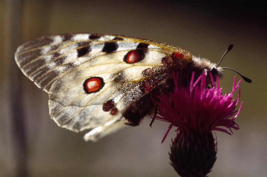 Papillon sur centaure.