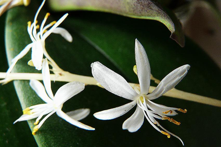 Fleurs d'Haworthia