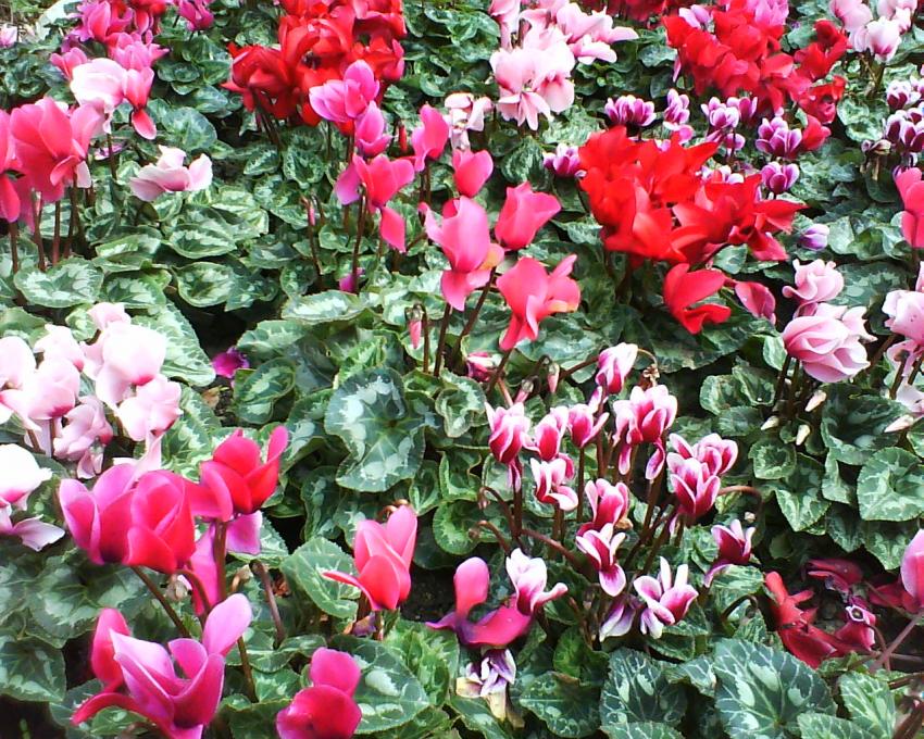 montpellier et ses fleurs