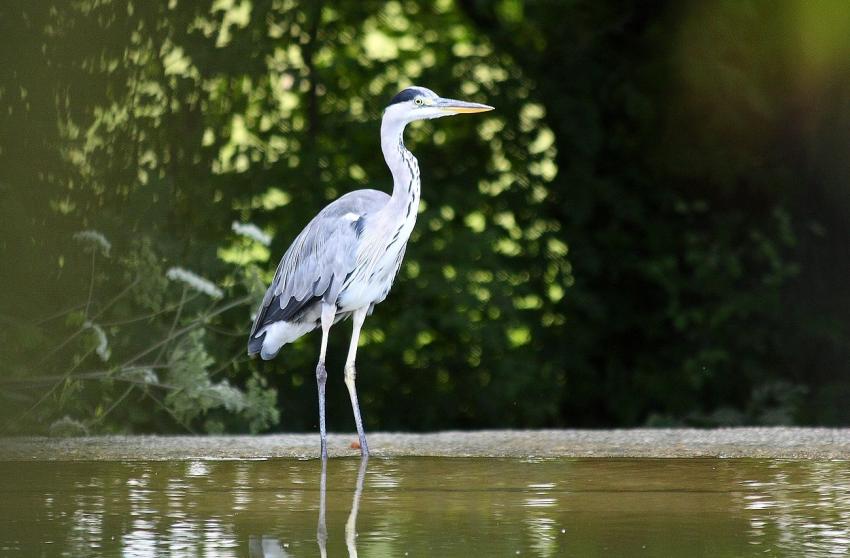 Sur le canal du Rhne au Rhin (3)