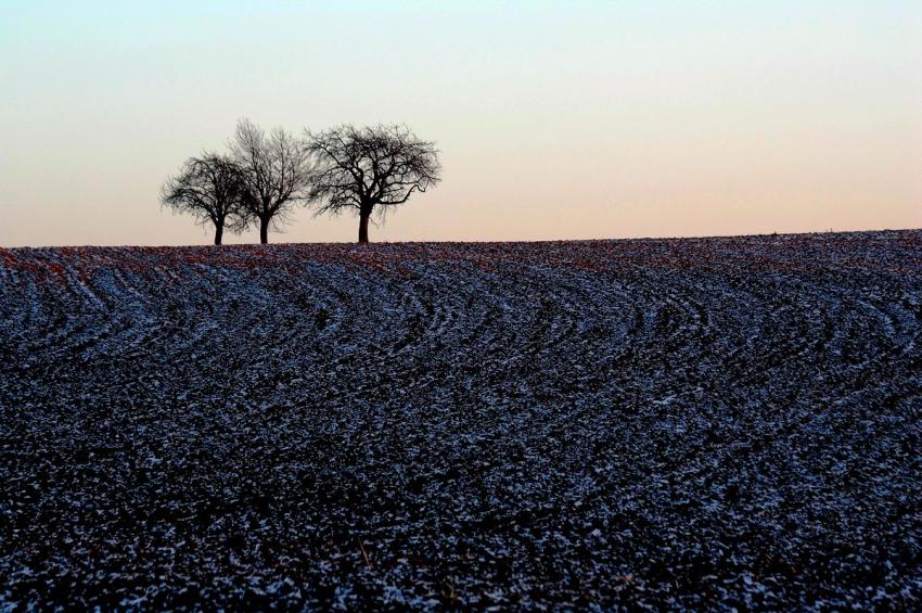 Trois arbres dans le champ