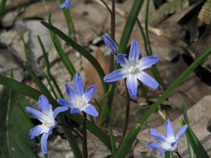 Petites fleurs