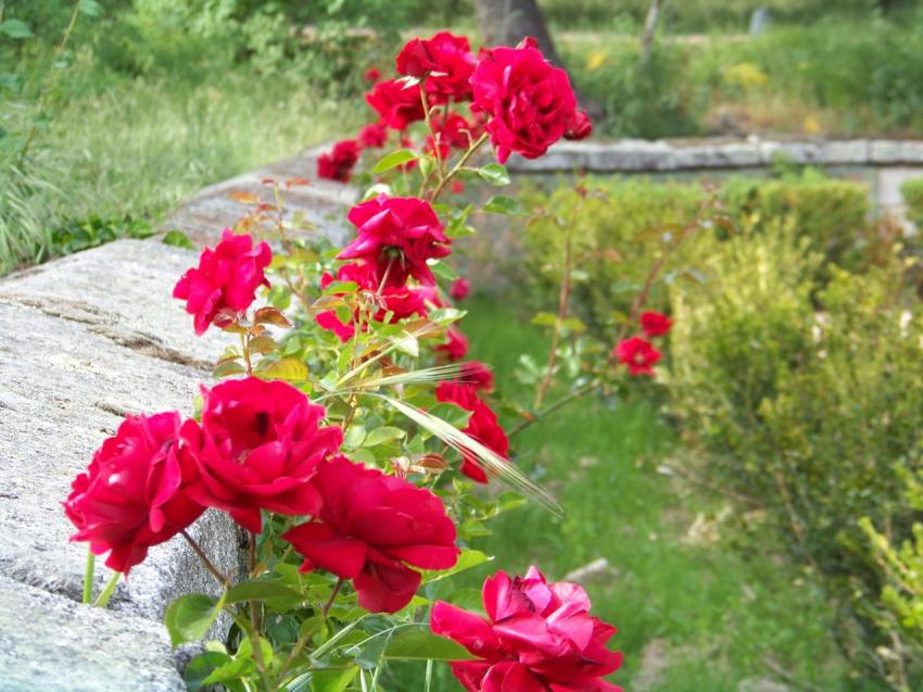 Elles veulent sortir du jardin.