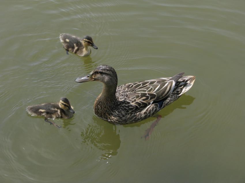 Une famille de Col-Vert