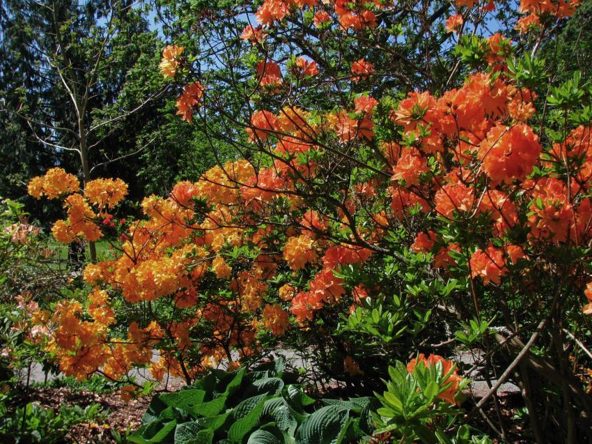 Rhododendrons a Stanley Park Vancouver