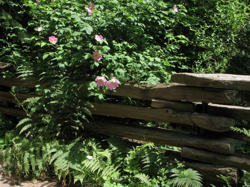 Roses sauvages au parc