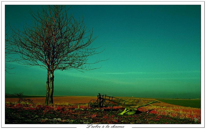 L'arbre  la charrue