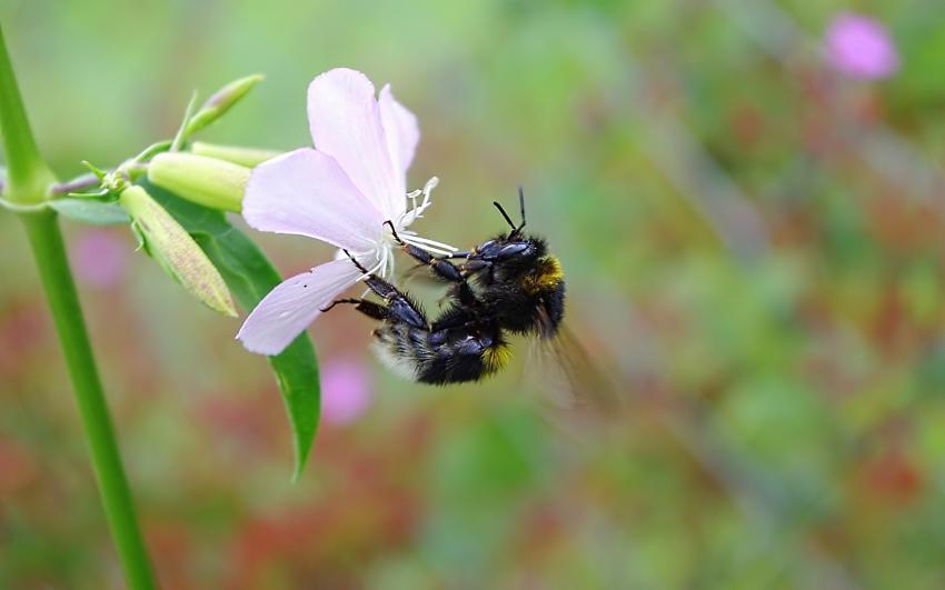 abeille butinante