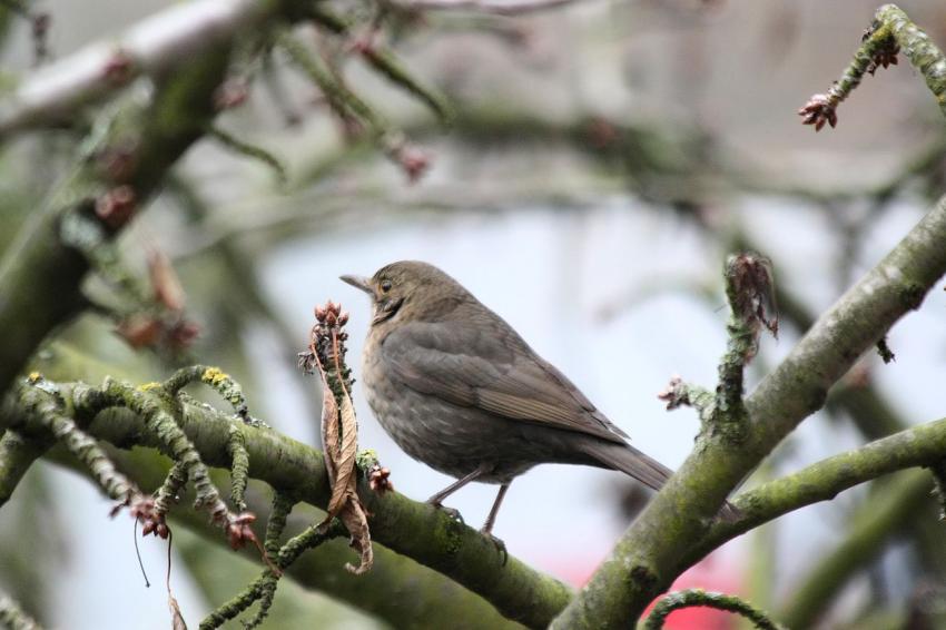 Des oiseaux pour mon bien-