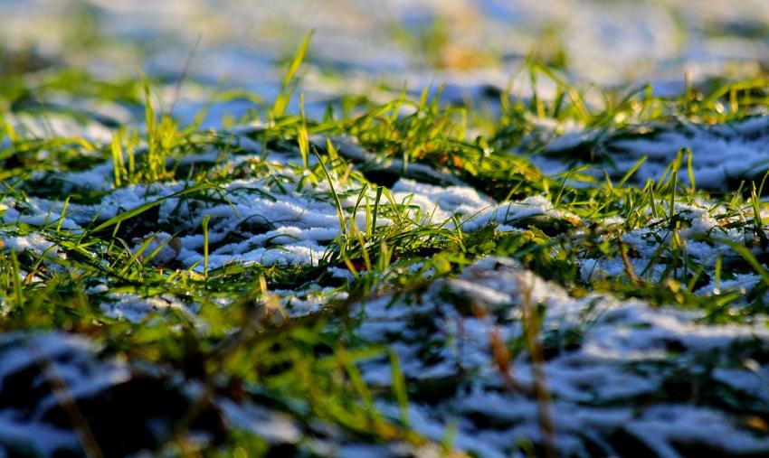 Les herbes et la neige