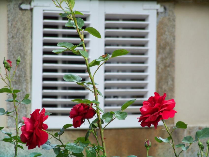 Montre-toi  la fentre.