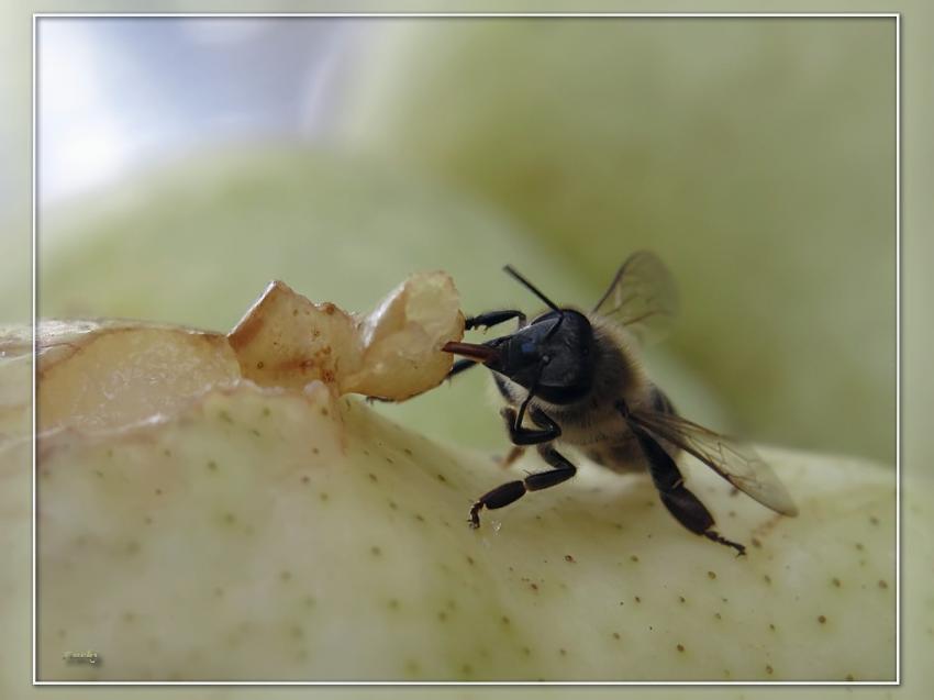 Abeille et poire 2