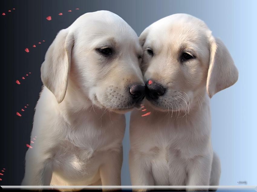 Labradors 3