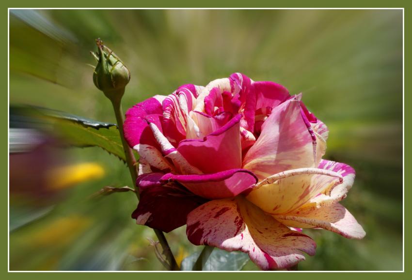 Rose Brocliande.