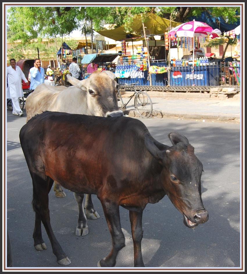 Jaipur - Rajasthan