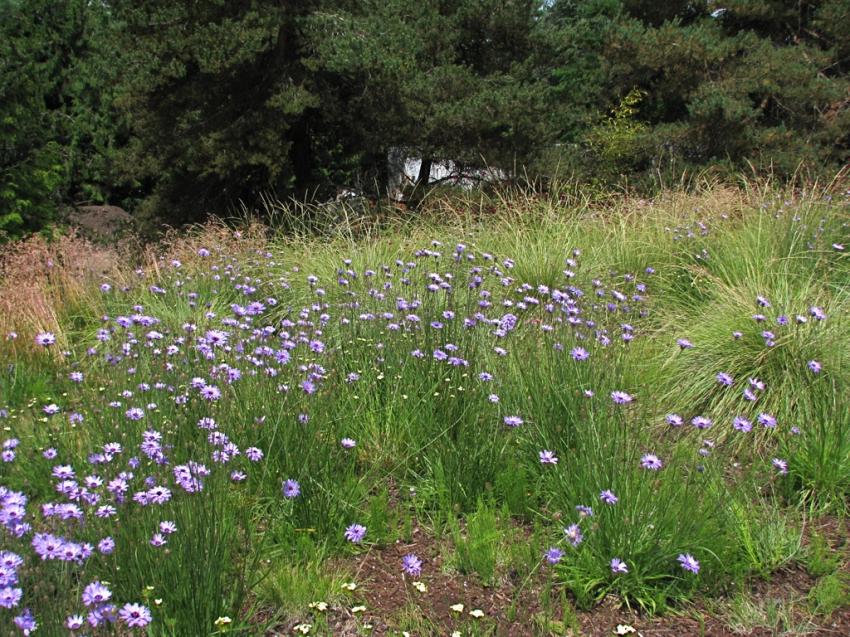 Herbes et fleurs