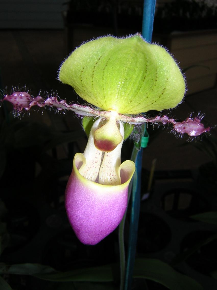 orchide paphiopedilium