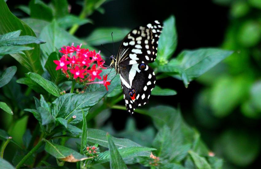 Jardin des papillons 4