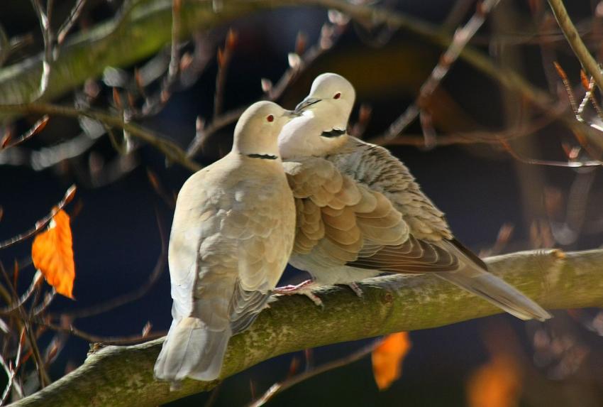 Des oiseaux pour mon bien-''htre'' ! (2)