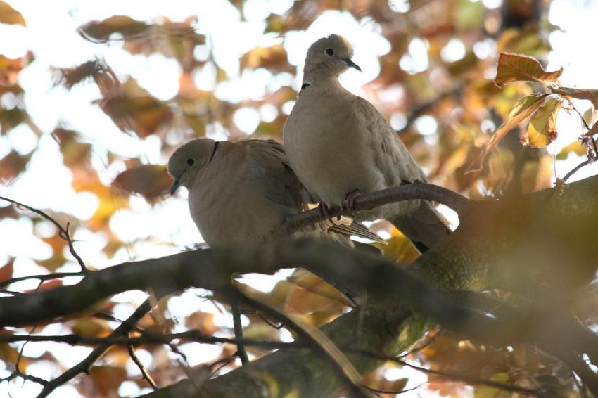 Des oiseaux pour mon bien-''htre'' ! (10)