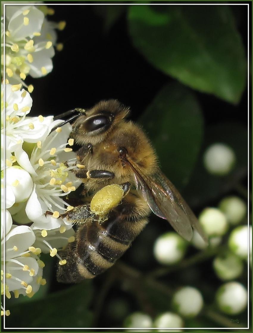 Abeille 6509 2