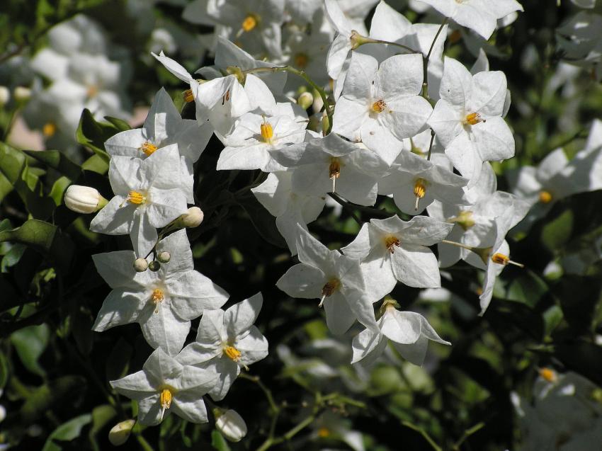 Solanum jasminode