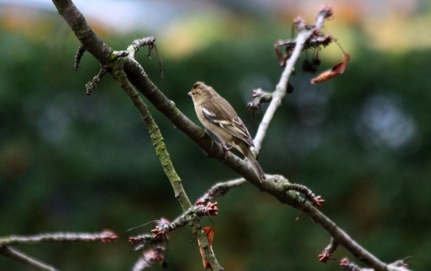 Des oiseaux pour mon bien-