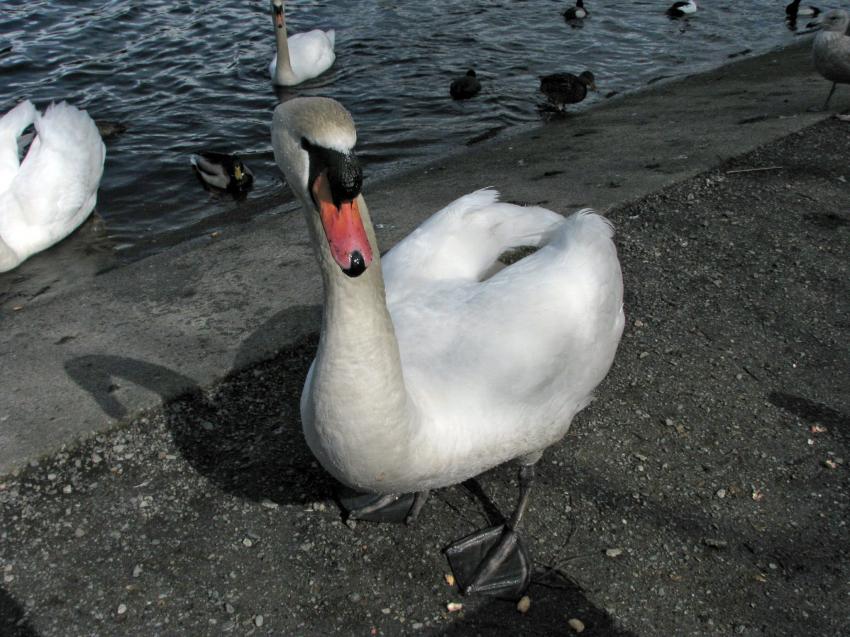 Cygne du Lost Lagoon