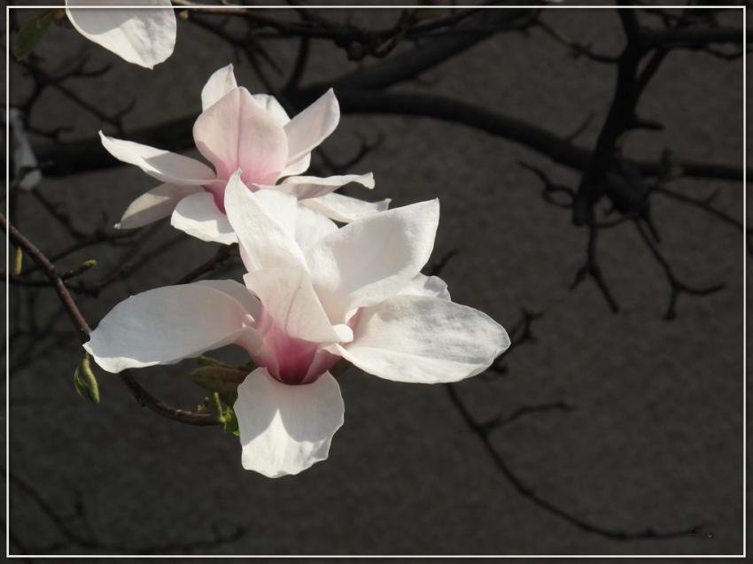 Magnolia 2