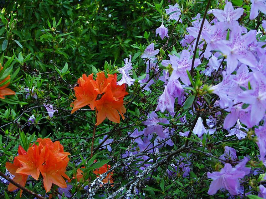 Des rhododendrons