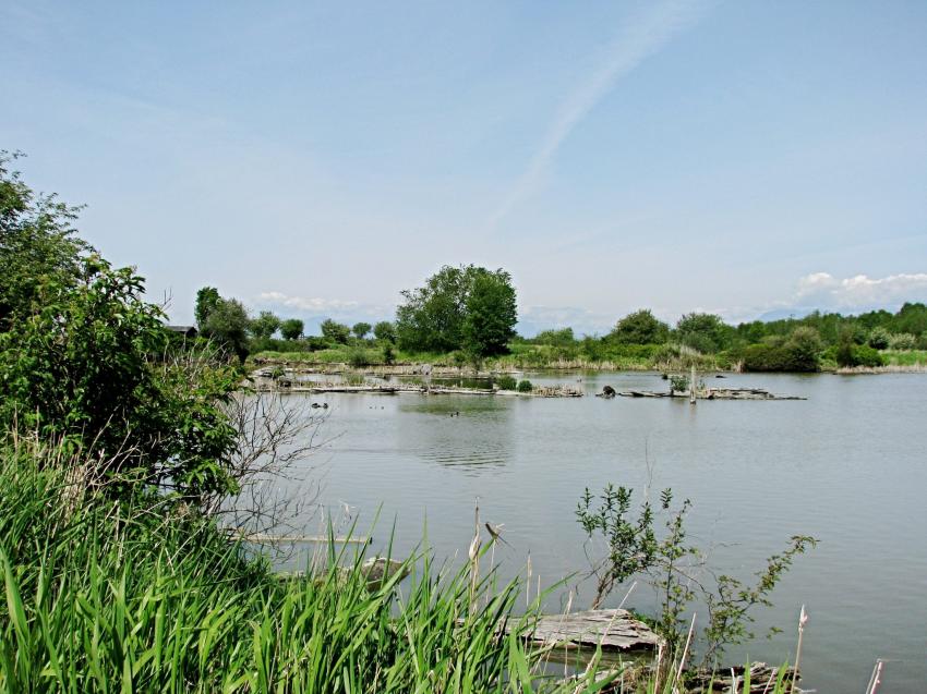 Partie du Delta de la rivire Fraser  Ladner