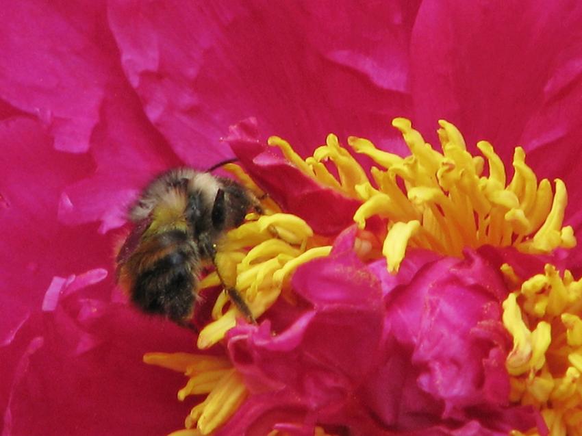 Abeille sur pivoine