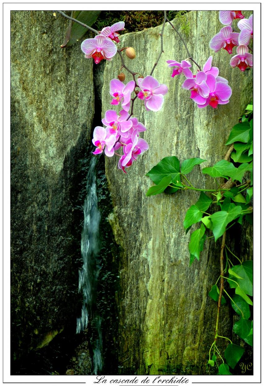 La cascade de l'orchide