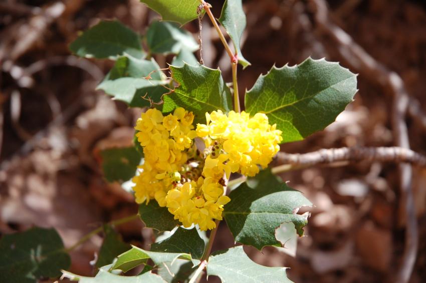 petite fleur sauvage