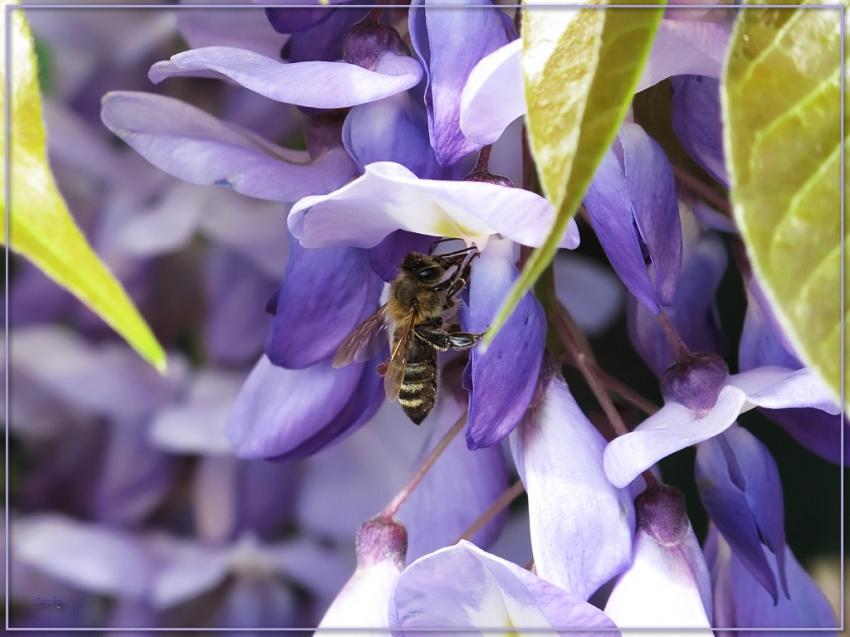 Abeille sur la glycine