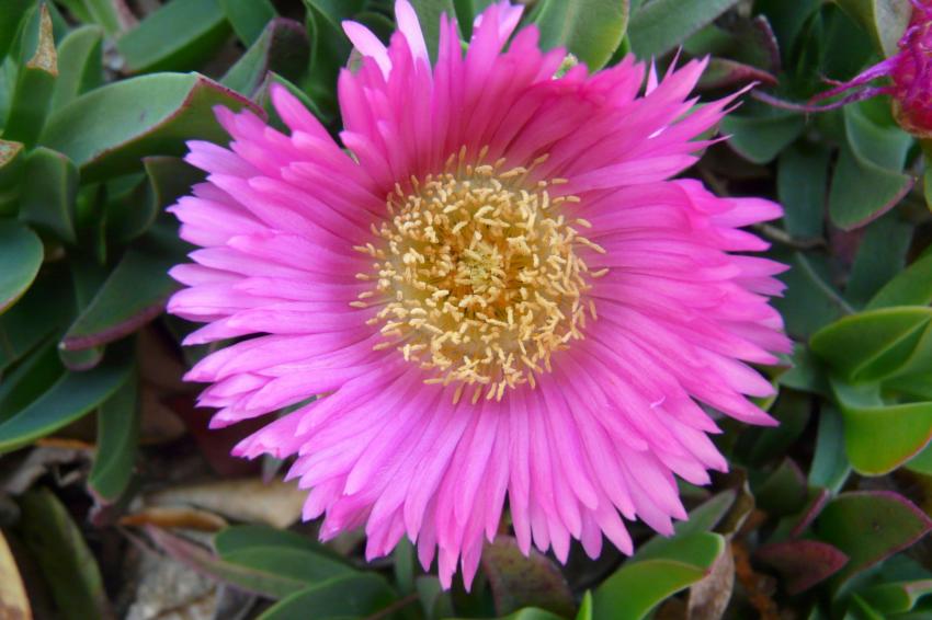 un carpobrotus rose