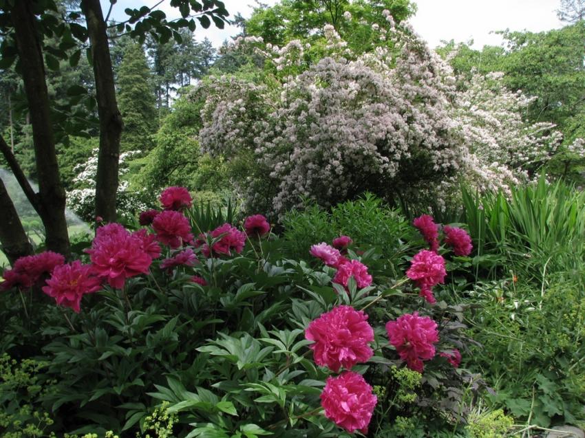 Fleurs  Stanley Park