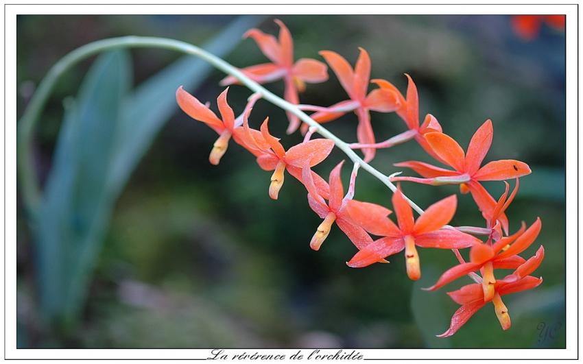 La rvrence de l'orchide